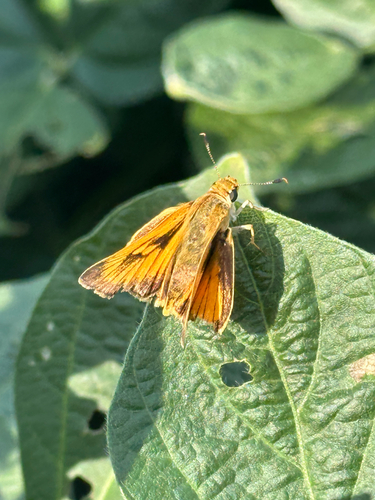 Delaware Skipper