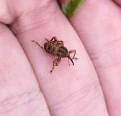 Curculio venosus