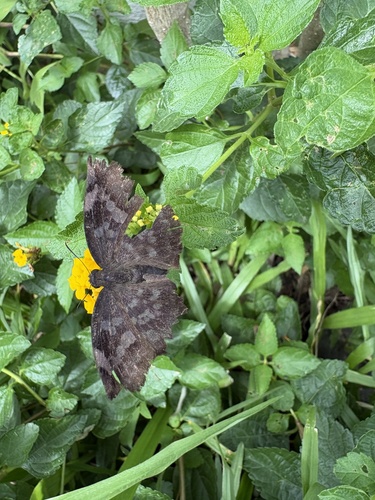 Southern Sicklewing