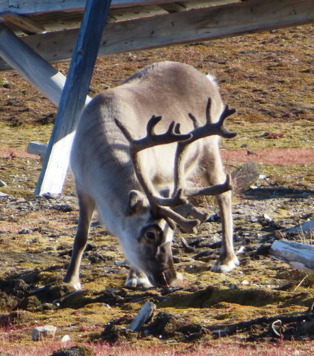 Svalbard Reindeer observed by andygo1