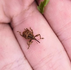 Curculio venosus