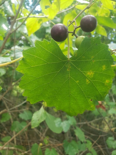 Muscadine