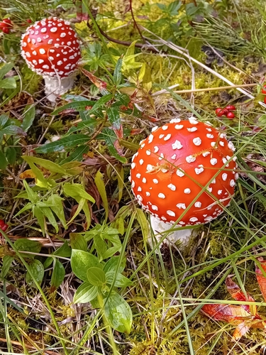 Fly Agaric