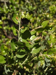 Arctostaphylos pechoensis