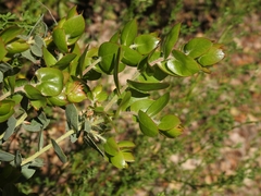 Arctostaphylos pechoensis