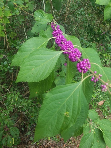 American beautyberry