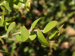 Arctostaphylos pechoensis