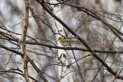 Phylloscopus trochilus