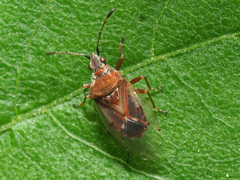 Kleidocerys resedae