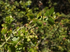 Arctostaphylos pechoensis