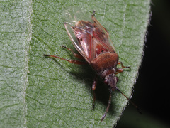 Kleidocerys resedae