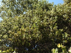 Arctostaphylos pechoensis