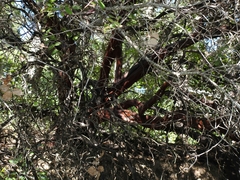 Arctostaphylos pechoensis