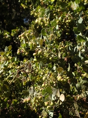 Arctostaphylos pechoensis