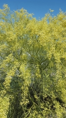 Parkinsonia microphylla