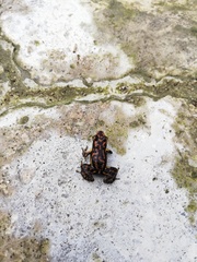 Epipedobates darwinwallacei