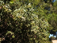 Arctostaphylos pechoensis