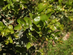 Arctostaphylos pechoensis