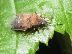 Kleidocerys resedae