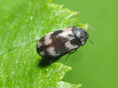 Trogoderma angustum