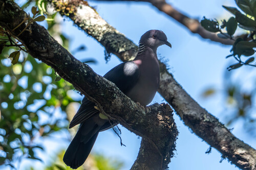 Sri Lanka Wood-Pigeon
