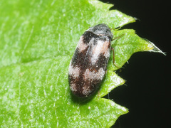 Trogoderma angustum
