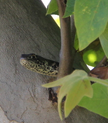 Masticophis flagellum piceus