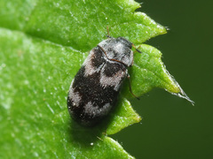 Trogoderma angustum