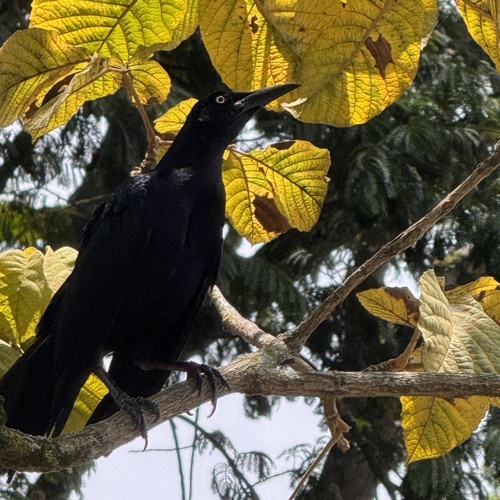 Great-tailed Grackle