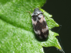 Trogoderma angustum