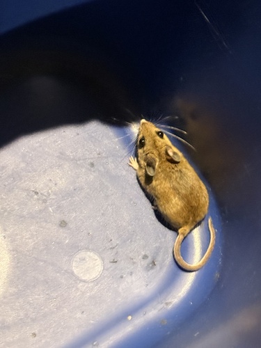 iNaturalist observation photo of North American Deer Mice