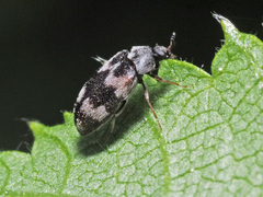 Trogoderma angustum
