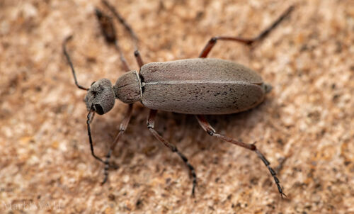 Red-legged Blister Beetle