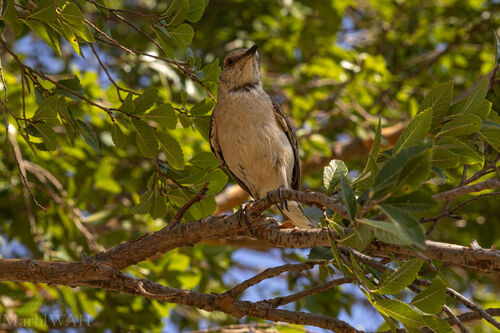 Northern Mockingbird