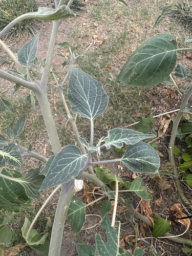 Sacred Datura