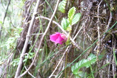 Rubus coriaceus