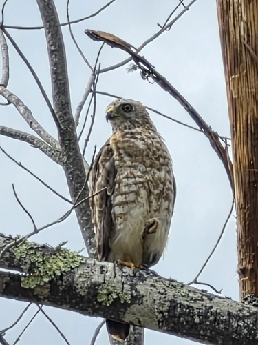 Broad-winged Hawk observed by mephotogirl19