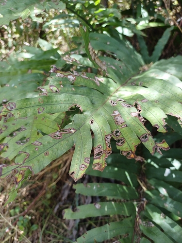 Phlebodium pseudoaureum observed 2026-08-12
