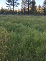 Deschampsia danthonioides