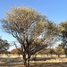 Acacia mellifera