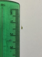Deschampsia danthonioides