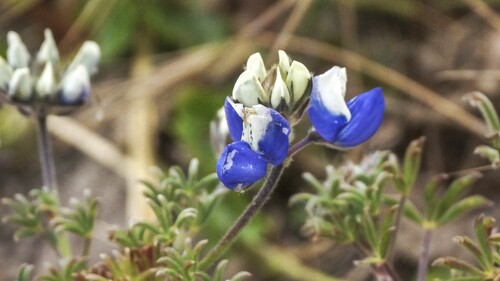 Lupinus nanus observed 2026-08-09