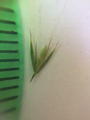 Deschampsia danthonioides