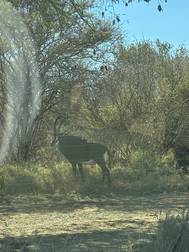 Southern Sable Antelope