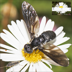 Pseudopenthes hesperis