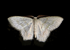 Chloropteryx opalaria