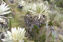 Espeletia pycnophylla