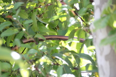 Masticophis flagellum piceus