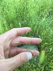 Deschampsia danthonioides