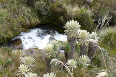 Espeletia pycnophylla